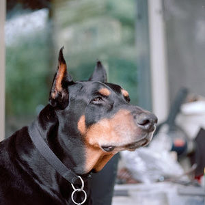 Meet your Posher, Jeffrey